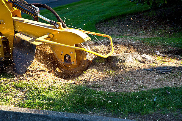 Best Lot and Land Clearing Services  in USA